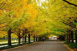 昭和記念公園・紅葉とランニング