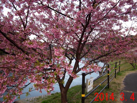 桜＆菜の花ウォークラリー（～２０１４年３月１０日まで）