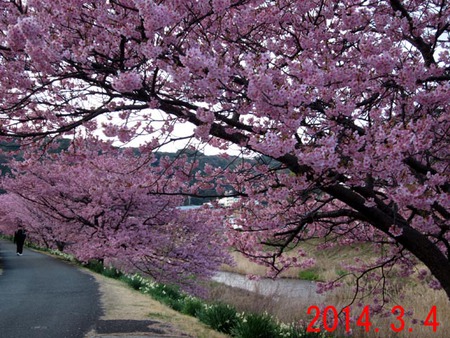 桜＆菜の花ウォークラリー（～２０１４年３月１０日まで）