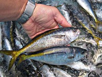 南伊豆沖で獲れる小さな高級魚「タカベ」