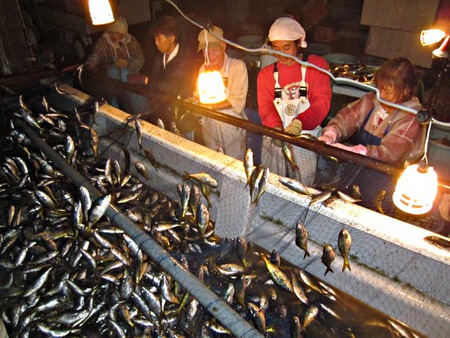 南伊豆沖で獲れる小さな高級魚「タカベ」