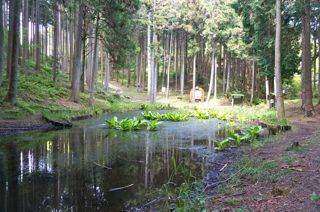 オクシズ・水見色、静岡は奥が深い。