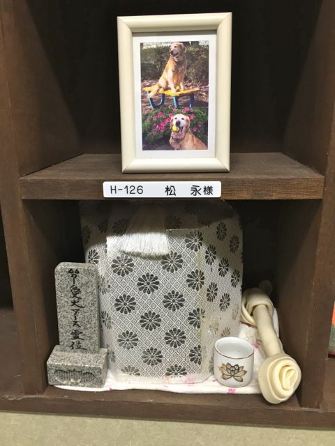 愛犬クレアの入院・手術・退院・子宮蓄膿症 愛犬クレアの入院・手術・退院・子宮蓄膿症
