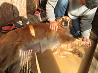 愛犬クレアの入院・手術・退院・子宮蓄膿症 2018/01/20 17:21:04