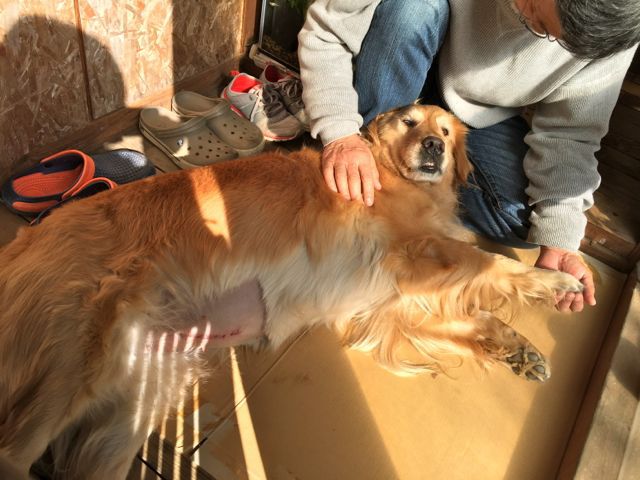 愛犬クレアの入院・手術・退院・子宮蓄膿症 愛犬クレアの入院・手術・退院・子宮蓄膿症