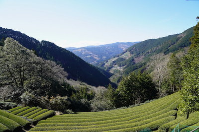 静岡・茶事変プロジェクト 静岡・茶事変プロジェクト
