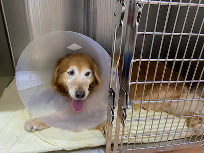 愛犬・クレア緊急手術からの生還 愛犬・クレア緊急手術からの生還