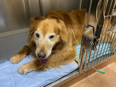 愛犬・クレア緊急手術からの生還 愛犬・クレア緊急手術からの生還