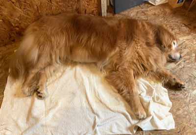 愛犬・クレア緊急手術からの生還 愛犬・クレア緊急手術からの生還