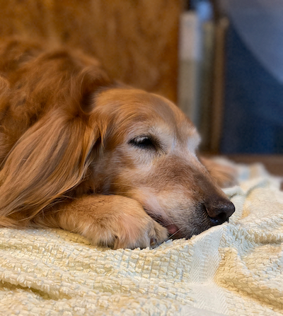 愛犬・クレア緊急手術からの生還 愛犬・クレア緊急手術からの生還