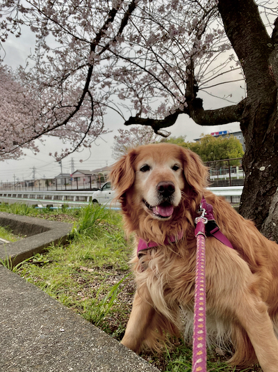 愛犬・クレアのお花見 愛犬・クレアのお花見