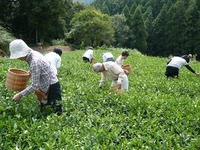 ■ご参加有難うございました■9/19「お茶を楽しむ」・釜煎り茶■