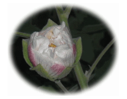 粋芙蓉の花