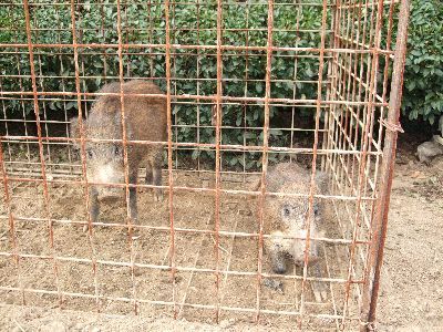 イノシシ捕獲