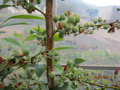 満開 ブルーベリーの花