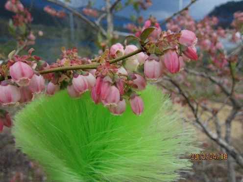 満開 ブルーベリーの花