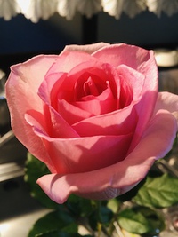 ピンク色のバラを飾って