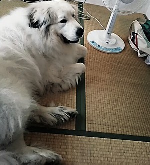 ♪ストライプ切り替え大人ワンピ ♪ストライプ切り替え大人ワンピ