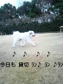 ♪袖口レース×フリルカットソー