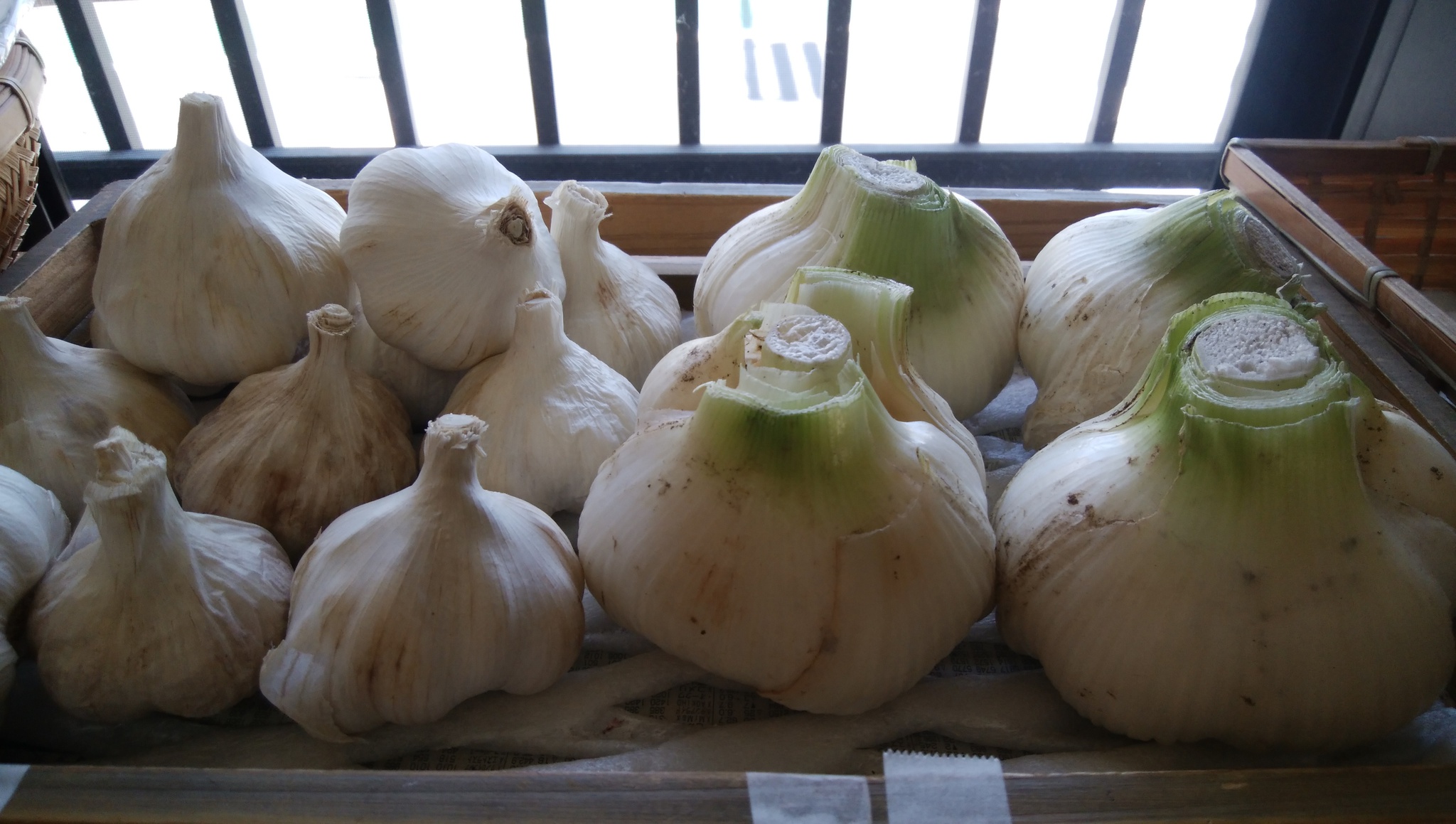 香り強烈で料理には欠かせない野菜 ものすごくデッカいのが入荷 香り強烈で料理には欠かせない野菜 ものすごくデッカいのが入荷