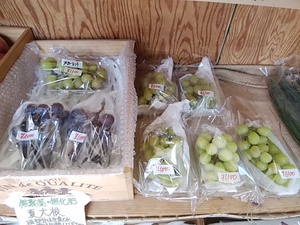 29日 無農薬キャベツ 大根 舞茸が入荷 人気野菜と地物の鮮度抜群な野菜が盛りだくさん 29日 無農薬キャベツ 大根 舞茸が入荷 人気野菜と地物の鮮度抜群な野菜が盛りだくさん