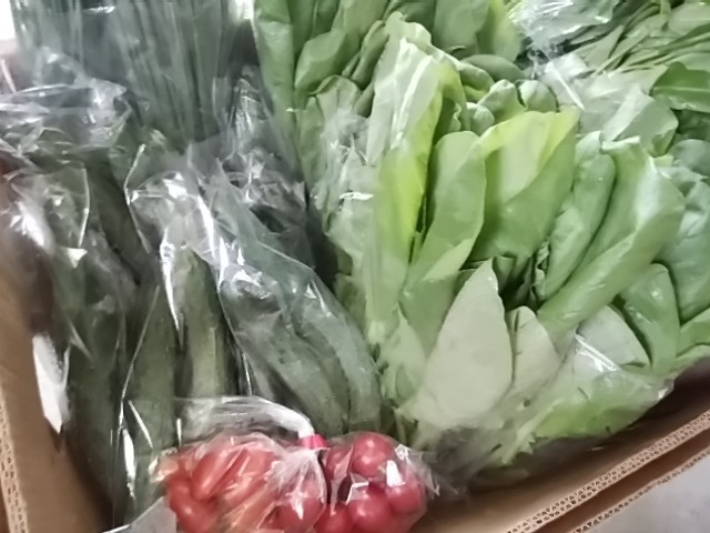 朝採り 鮮度抜群野菜 採れたてを仕入れてきました 朝採りキュウリも来たよ 朝採り 鮮度抜群野菜 採れたてを仕入れてきました 朝採りキュウリも来たよ