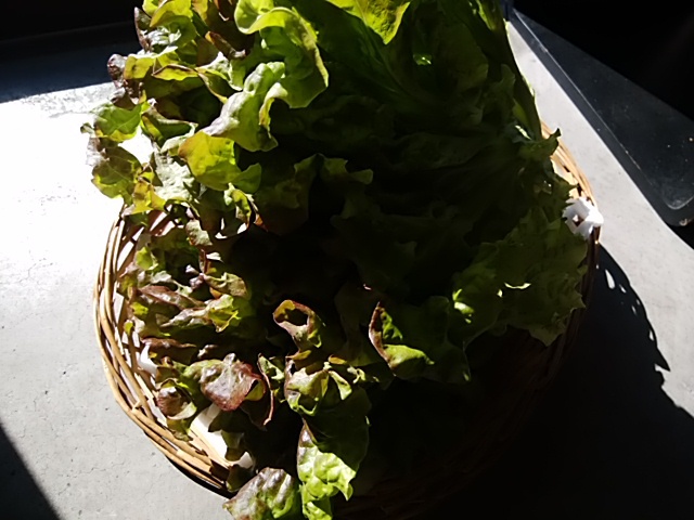 おすすめ野菜 人気のやわらかふわふわレタス おすすめ野菜 人気のやわらかふわふわレタス