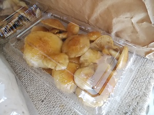地物の原木なめこ 風味強い ぷりぷり食感 ダシが出る 地物の原木なめこ 風味強い ぷりぷり食感 ダシが出る