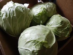 連休も通常営業 キャベツがたくさん入荷 野菜盛りだくさんです 連休も通常営業 キャベツがたくさん入荷 野菜盛りだくさんです