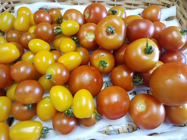 トマト復活 甘いの 味が濃いの 3種のトマト入荷 トマト復活 甘いの 味が濃いの 3種のトマト入荷