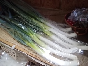数量限定 朝霧高原キャベツが入荷 ぶどうもまだまだ収穫あります 数量限定 朝霧高原キャベツが入荷 ぶどうもまだまだ収穫あります