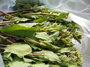 火曜水曜は芝川無農薬野菜がお得 火曜水曜は芝川無農薬野菜がお得