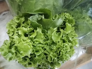 19日火曜 朝霧高原レタスが入荷開始 今週は少量入荷 19日火曜 朝霧高原レタスが入荷開始 今週は少量入荷