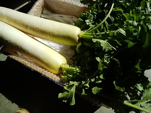 年末年始の餅 毎年好評の丸餅 今年も販売決定 年末年始の餅 毎年好評の丸餅 今年も販売決定