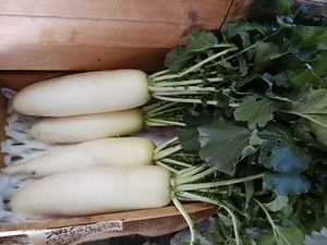 寒〆野菜が旨くなる季節 畑で凍ると旨味甘味がアップします 寒〆野菜が旨くなる季節 畑で凍ると旨味甘味がアップします