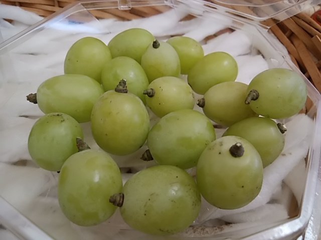 皮ごとパクっと 手を汚さず食べられるぶどう 栄養満点なシャインマスカット 皮ごとパクっと 手を汚さず食べられるぶどう 栄養満点なシャインマスカット
