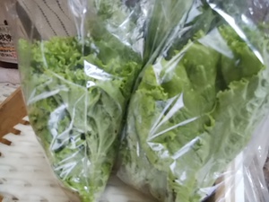 19日火曜 朝霧高原レタスが入荷開始 今週は少量入荷 19日火曜 朝霧高原レタスが入荷開始 今週は少量入荷