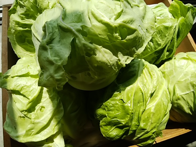 おすすめ 安定した人気の春キャベツ 栄養価高いスーパー野菜チンゲン菜 おすすめ 安定した人気の春キャベツ 栄養価高いスーパー野菜チンゲン菜