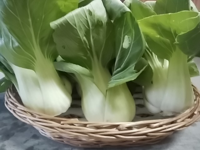 栄養豊富でおすすめ野菜チンゲン菜! 栄養豊富でおすすめ野菜チンゲン菜!