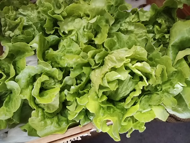 潮レタス 春にんじんがおすすめ コシヒカリ白米完売 木曜日は12時オープン 潮レタス 春にんじんがおすすめ コシヒカリ白米完売 木曜日は12時オープン