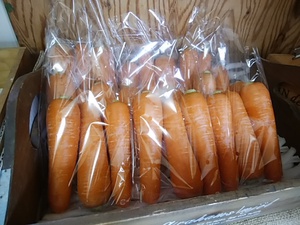 ただいま徳島の春にんじん入荷しました ただいま徳島の春にんじん入荷しました