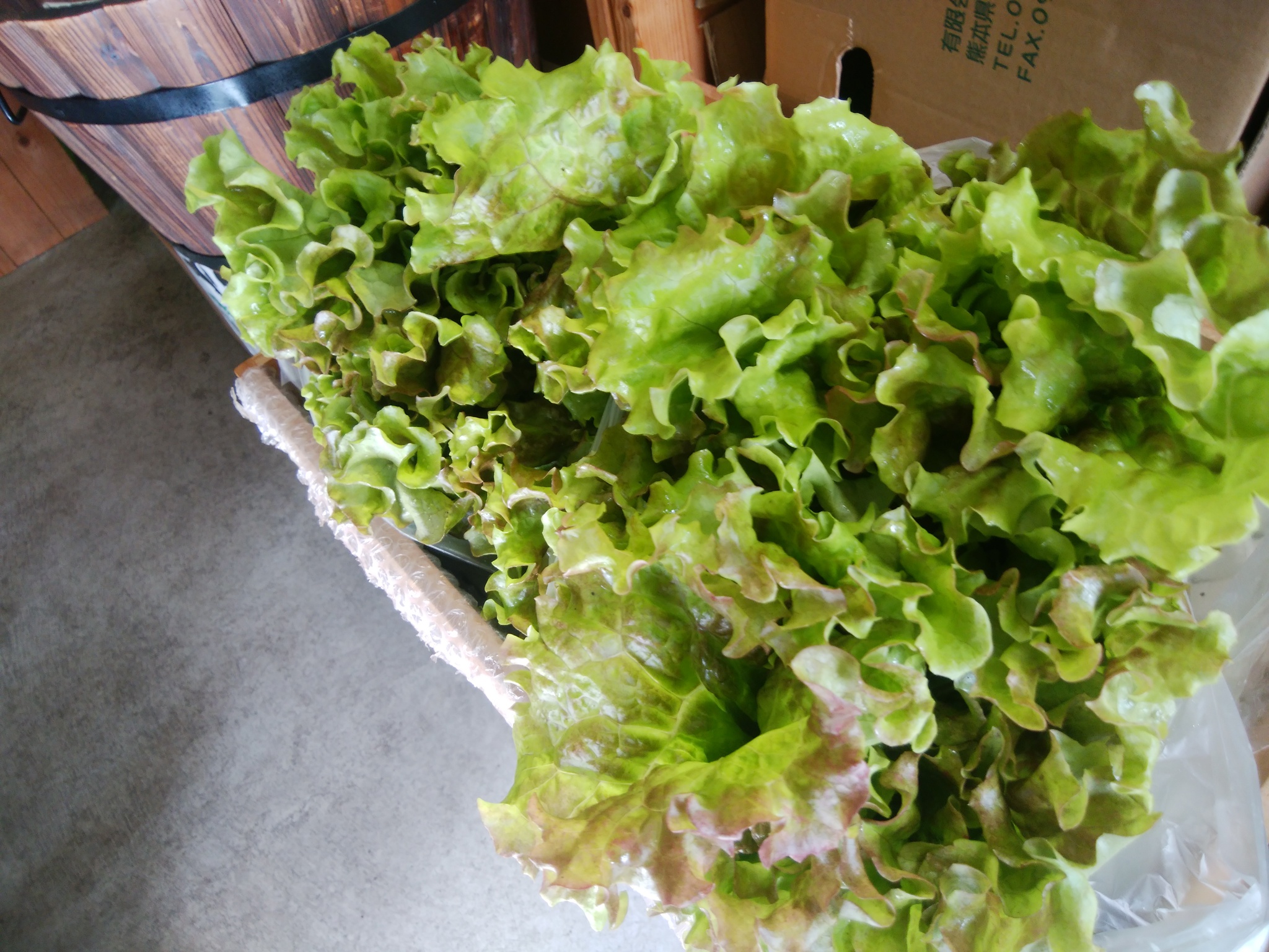 連休も通常営業 連休中も地物野菜がいつもどおりに入荷します 連休も通常営業 連休中も地物野菜がいつもどおりに入荷します