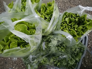 急に寒くなりましたね おでん大根が再入荷 急に寒くなりましたね おでん大根が再入荷