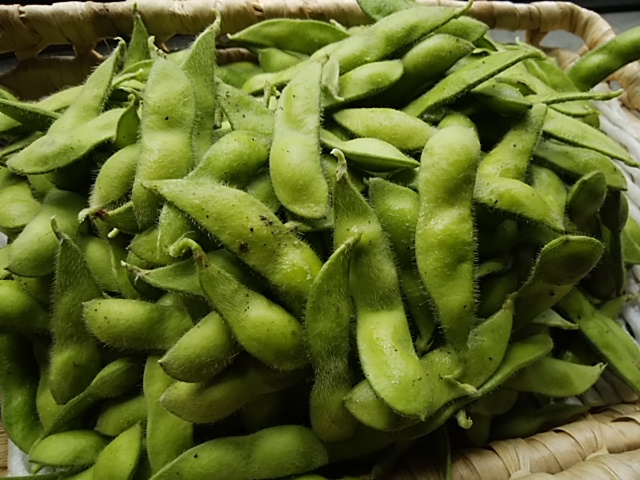 プリプリ 豆は小さい 三保の枝豆 初物が5日入荷 プリプリ 豆は小さい 三保の枝豆 初物が5日入荷