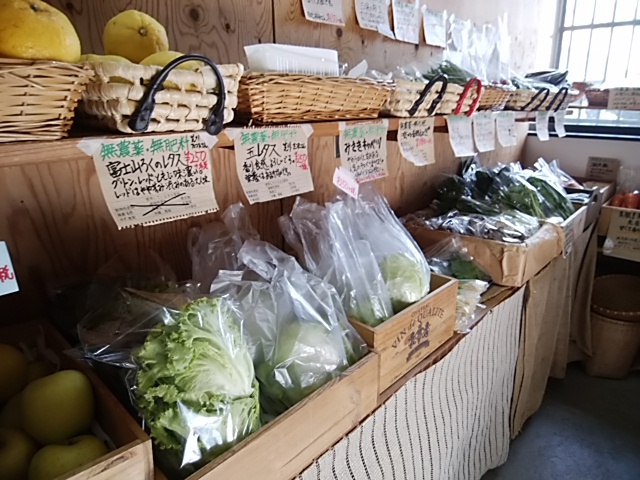 シーズン到来 甘くてジューシーな桃 今日から販売開始 シーズン到来 甘くてジューシーな桃 今日から販売開始