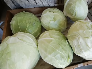 岡山の高原キャベツと大根が入荷 無農薬米も16日午後入荷 16日木曜日は12時オープンです 岡山の高原キャベツと大根が入荷 無農薬米も16日午後入荷 16日木曜日は12時オープンです