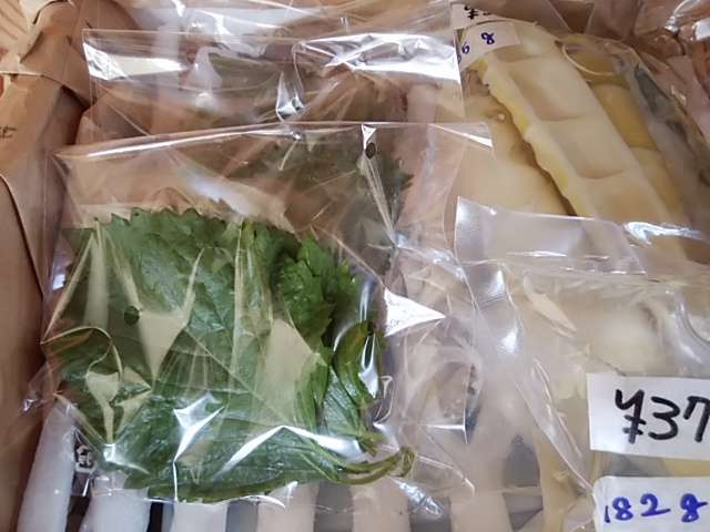 今しか食べられない コリコリ食感がくせになる破竹 今しか食べられない コリコリ食感がくせになる破竹
