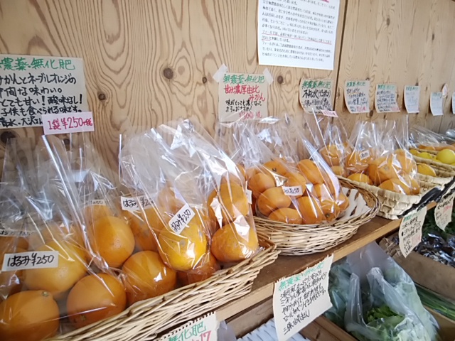 柑橘で免疫力を上げる 感染症対策になる栄養がたっぷり 柑橘で免疫力を上げる 感染症対策になる栄養がたっぷり