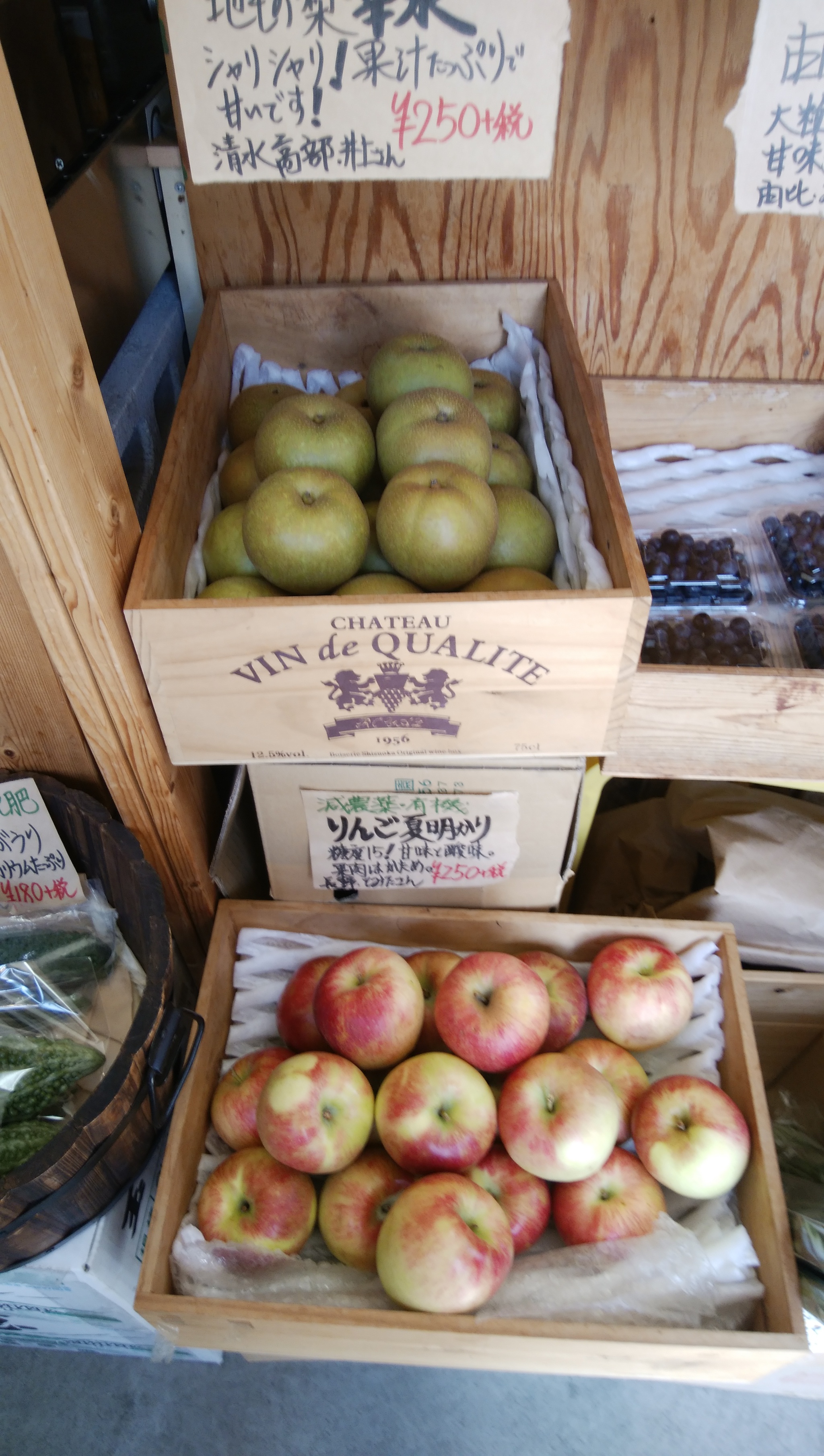 今年の新りんご 6日から入荷開始 糖度15で甘くてサクサク食感 今年の新りんご 6日から入荷開始 糖度15で甘くてサクサク食感