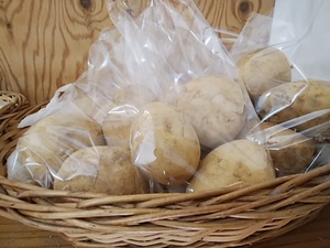 地物野菜 風味の良い新じゃがいも収穫開始 6日から販売開始 地物野菜 風味の良い新じゃがいも収穫開始 6日から販売開始